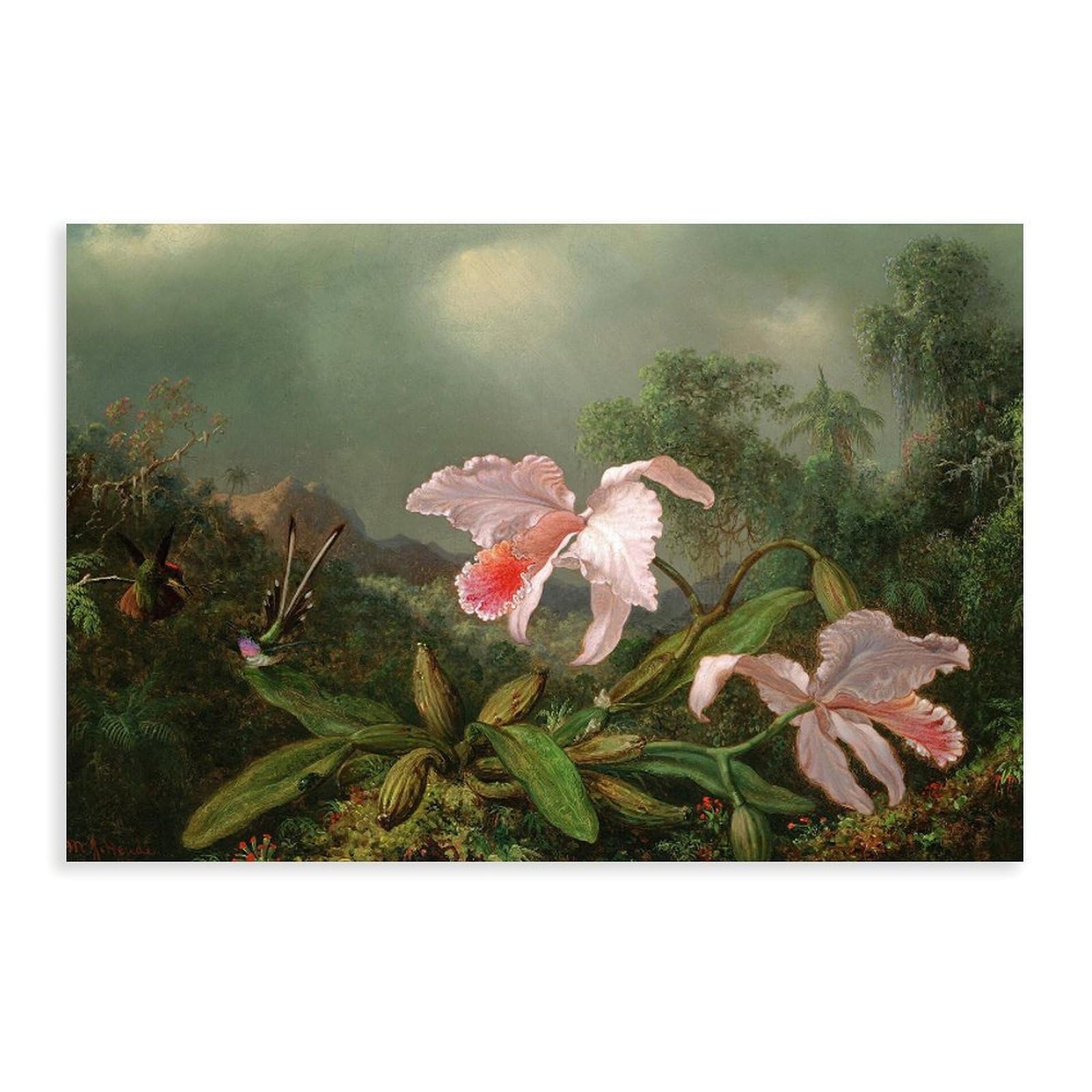 DFJyjFGJJ Martin Johnson Heade,Jungle Orchids And Hummingbirds, Painted in 1872 Poster Print for Teen Boys Room Wall Art Canvas Painting 20" L X 30" W