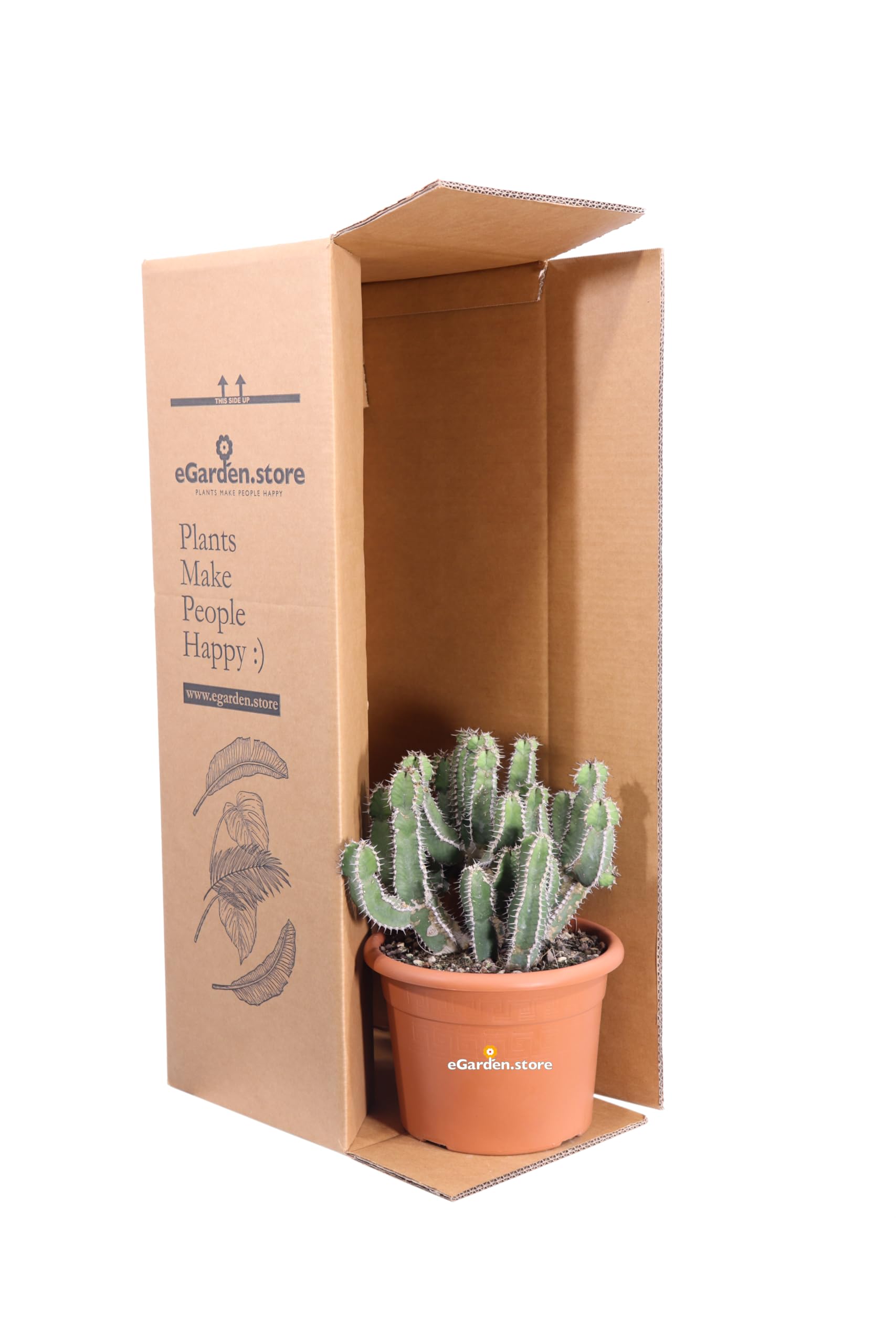 Pianta di Euphorbia Polyacantha Pianta Cactus A Lisca Di Pesce pianta grassa pianta ornamentale fioritura gialla pianta con spine pianta da esterno o interno pianta vera venduta da eGarden.store