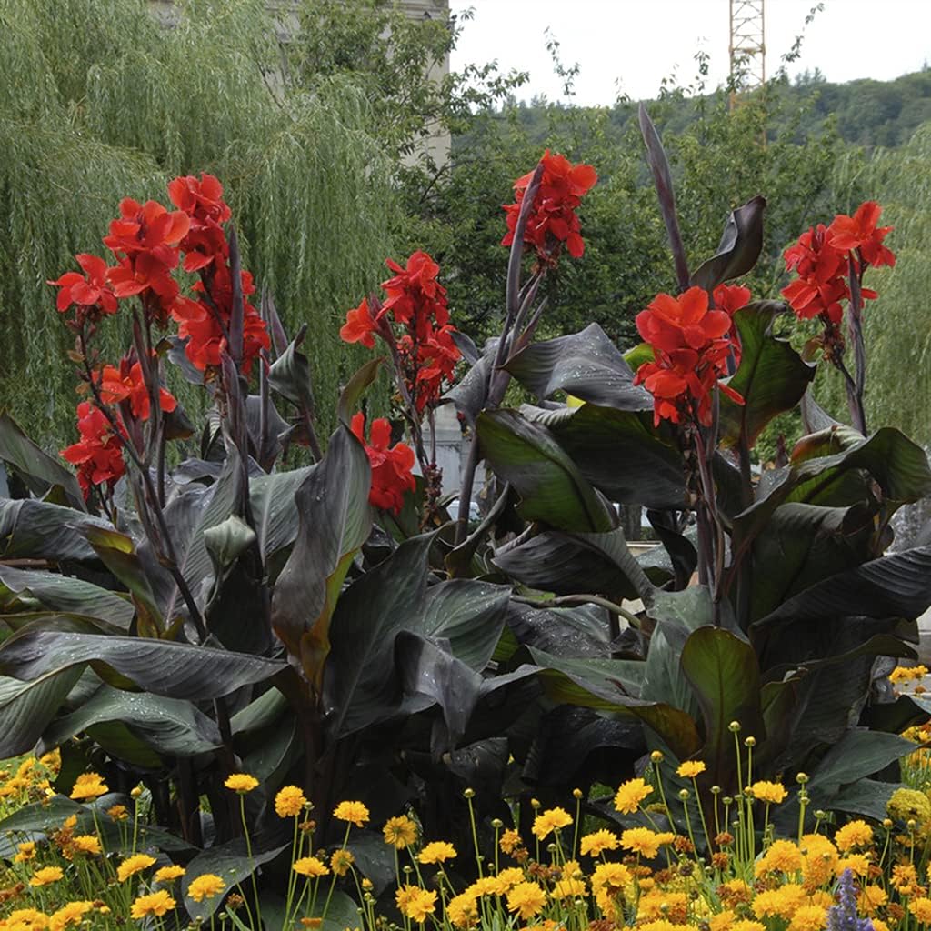 Van Zyverden Giant Black Knight Cannas Bulbs (Set of 6), Blackish