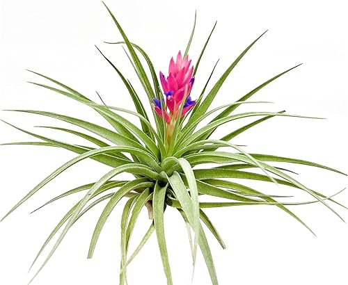 Plantas de aire Floración Tillandsia Stricta Grande 5 pulgadas 1 unidad Llegada viva garantizada Plantas de interior para decoración del hogar y