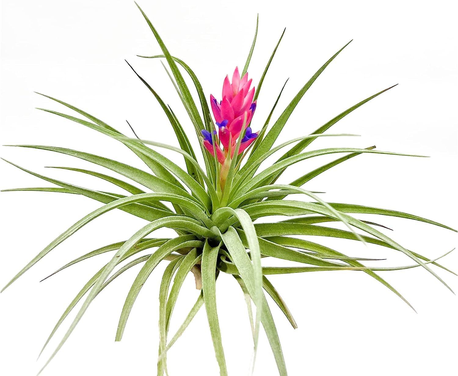 Amazon.com : Air Plants - Flowering Tillandsia Stricta Large 5