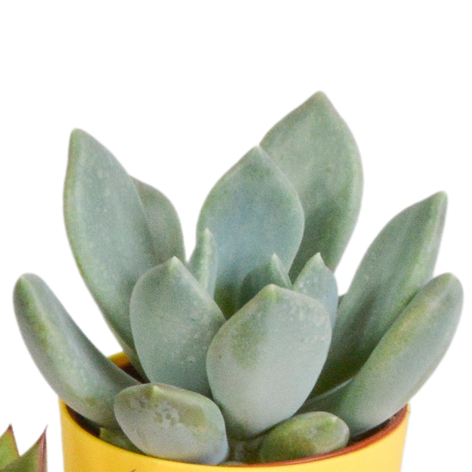 Mix Piante Grasse, Vaso in Plastica, da Interno, Set da 5, 5.5 cm