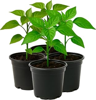 Chinese Five-Color Pepper Live Plant – 4 Inch Pot | Capsicum annuum | Or...