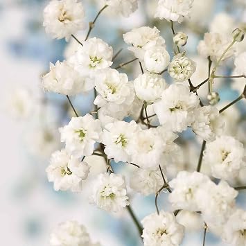 Eden Brothers Babys Breath Seeds Perennial - Snowflake