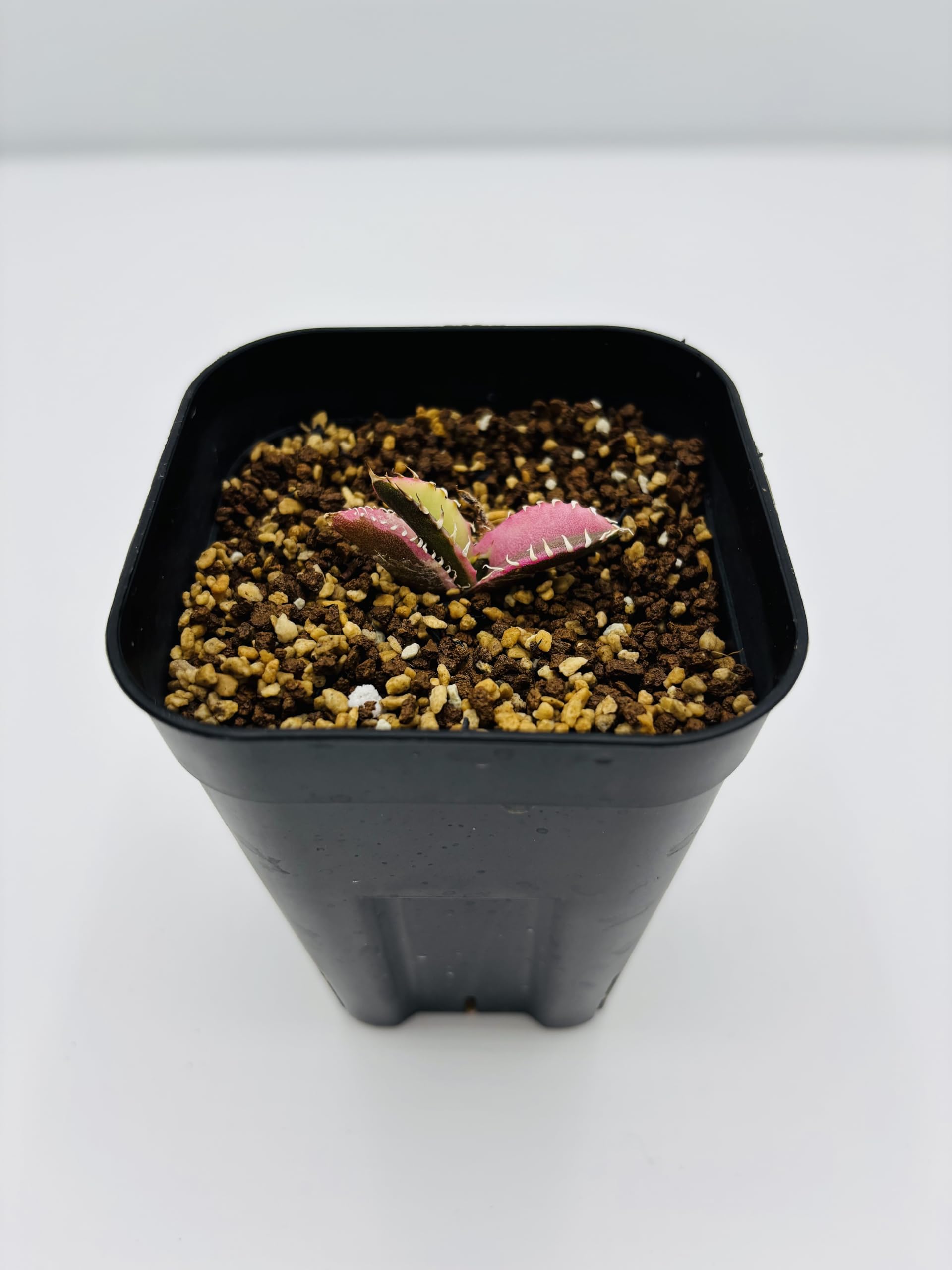 Amazon｜アガベ チタノタ 赤猫/Agave titanota 'Red Catweazle'/観葉