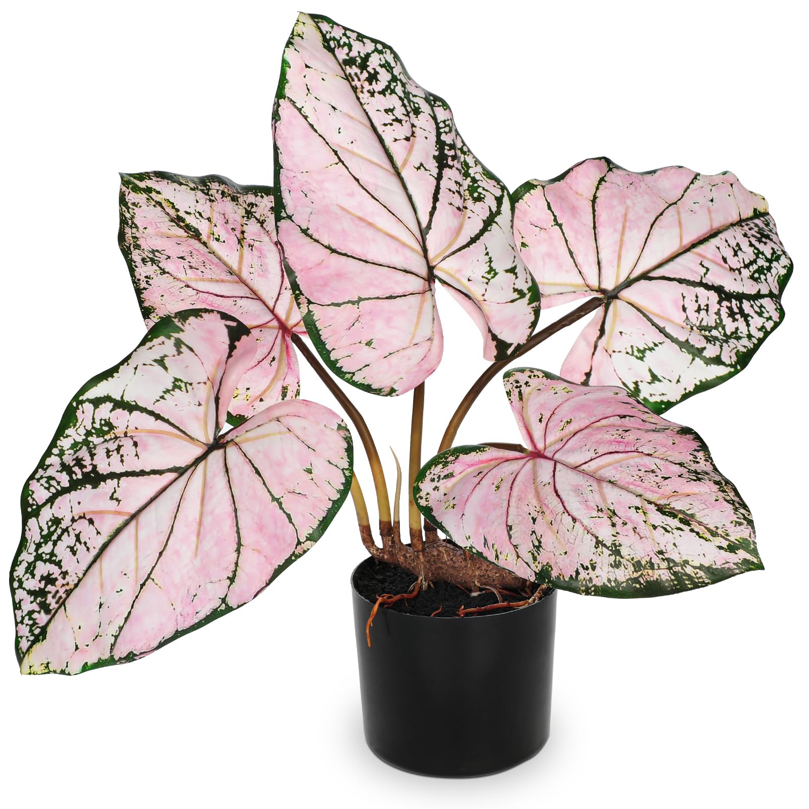ecuador plants 4