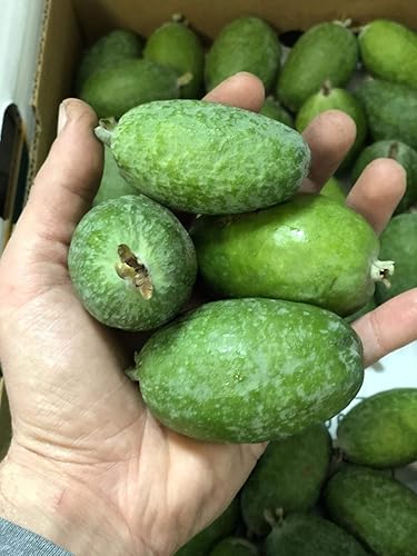 Semillas de árbol bonsái de fruta de guayaba – 50 semillas para cultivar – Fruta tropical exótica y deliciosa. Ideal para árbol bonsái vivo de