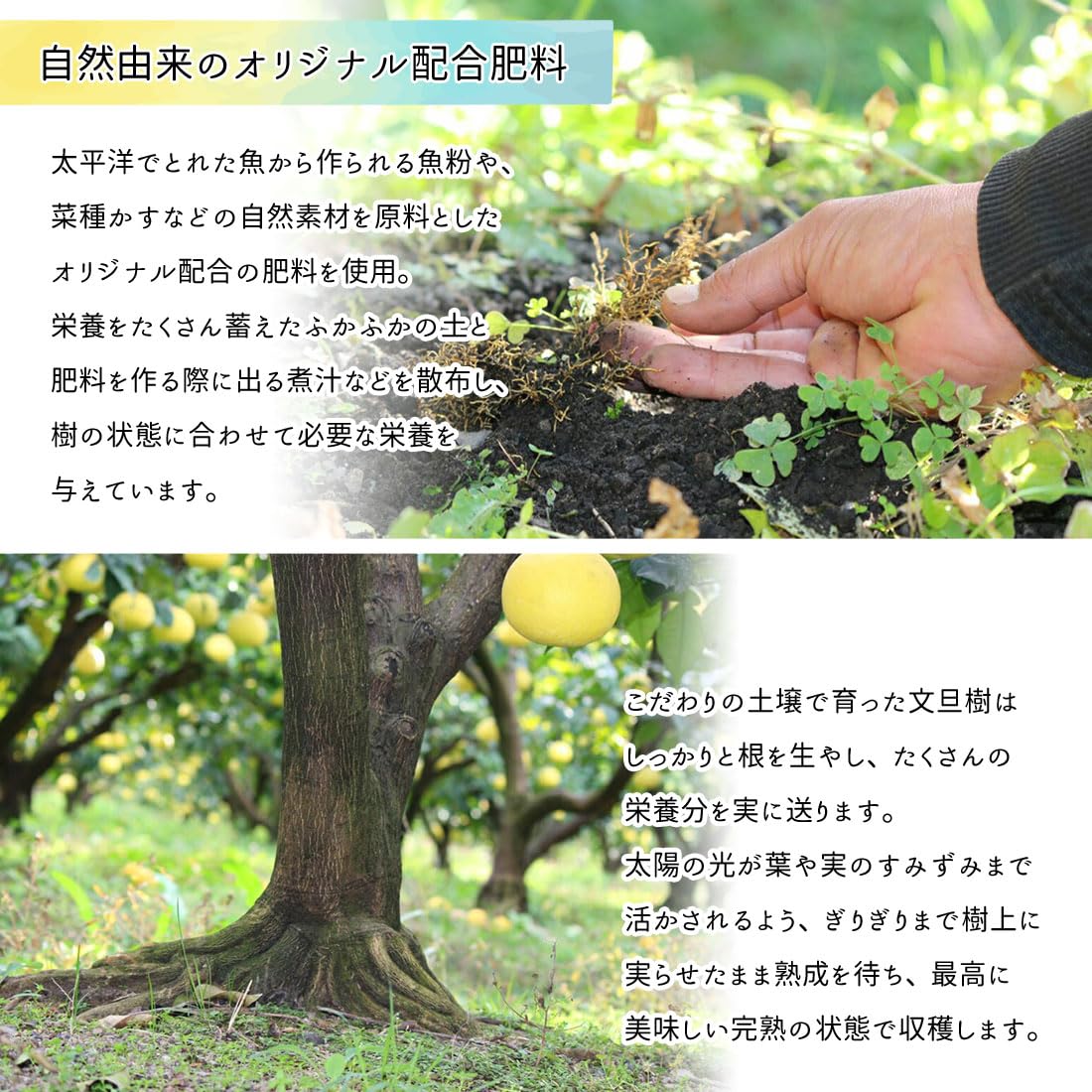 地元果物屋おすすめ高知宿毛産土佐文旦2Lサイズ20キロ家庭用大【メルカリ便送込 文旦 土佐文旦 家庭用 2Lサイズ10〜11玉 5kg 宿毛文旦 産直 中西農園