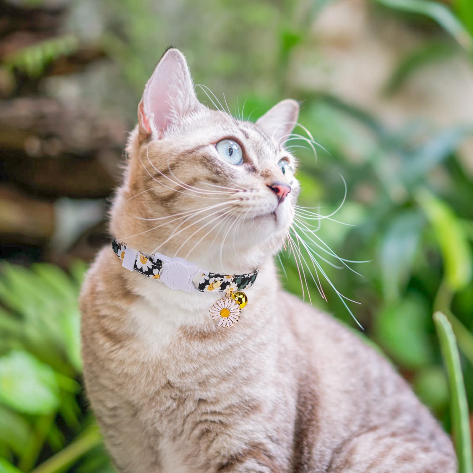 Collares de gato con campanas y abalorios, collar de hebilla de seguridad ajustable personalizado para gatitos, gatos, niñas y niños