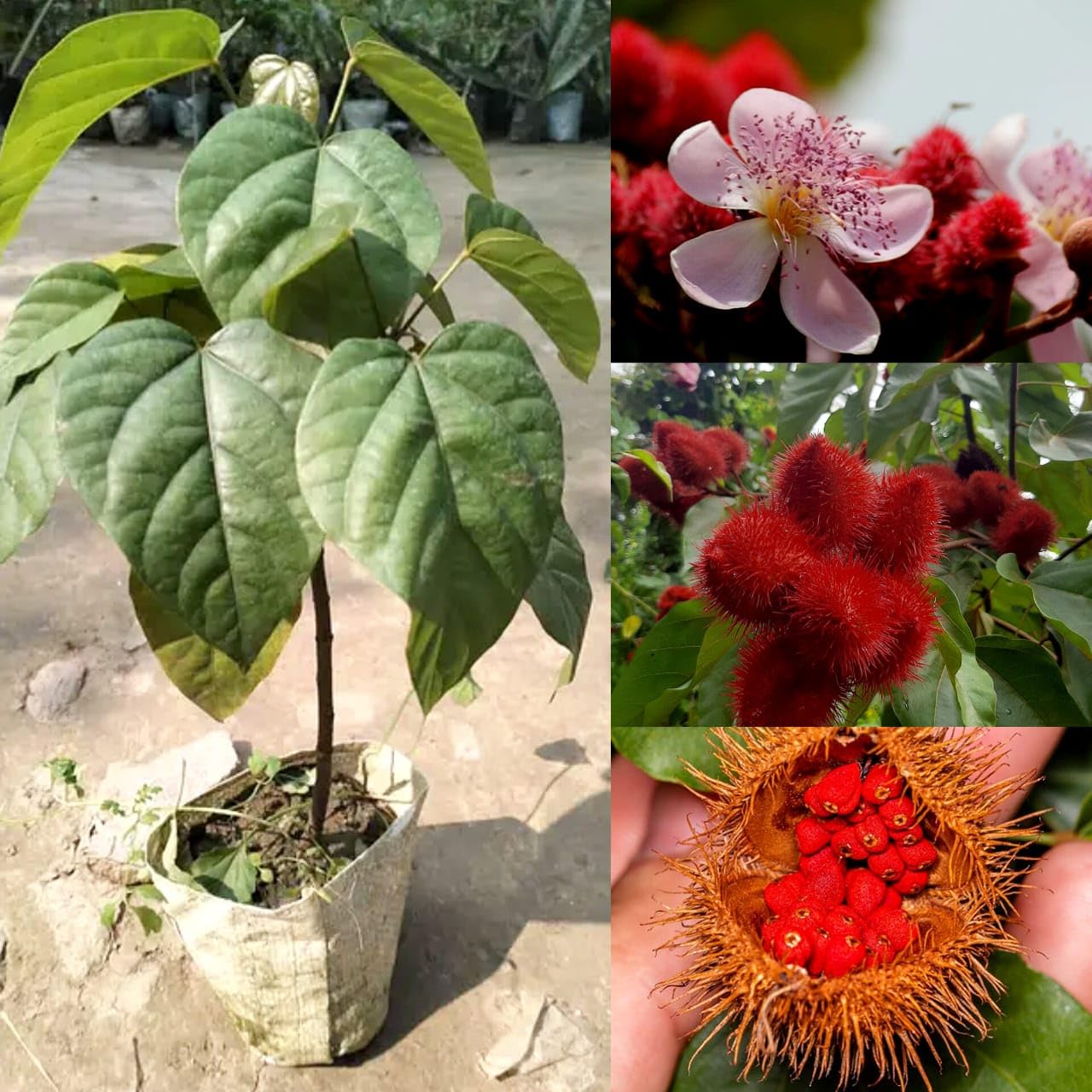 Paudha Store Sindur Tree Live Plant - Evergreen Outdoor Garden Shrub,Sindoor Plant (Pack of 1 Live plant)-image-5