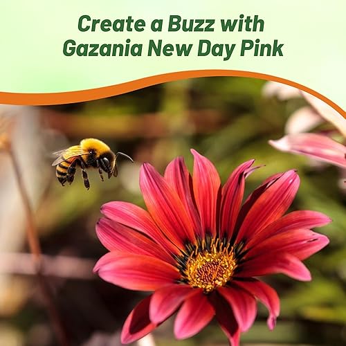Miniatura 6 de Outsidepride New Day Pink Gazania Semillas para plantar  50 piezas de semillas perennes, de bajo mantenimiento, tolerantes a la sequía para flores