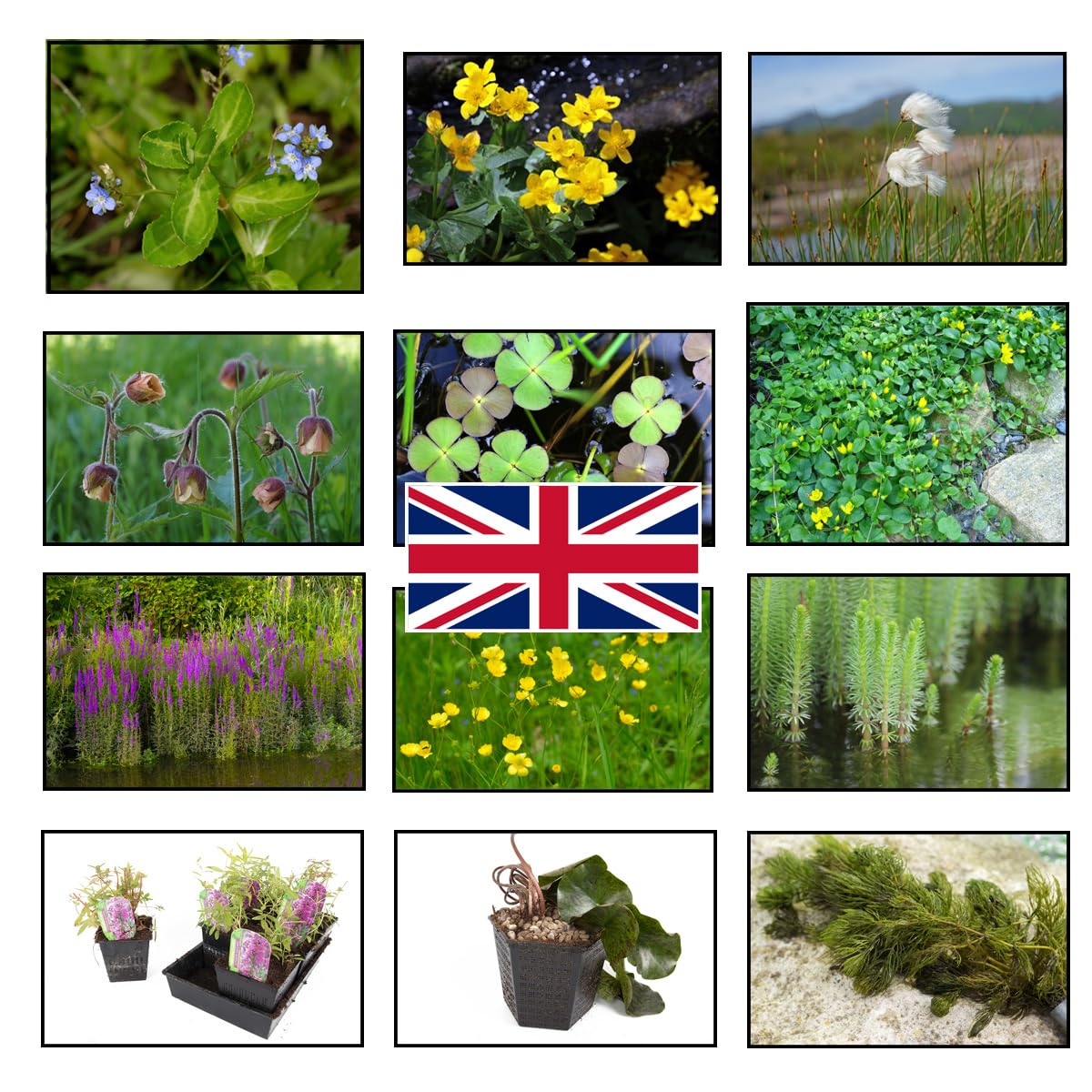 Lincolnshire Pond Plants Ltd - Native Pack Potted