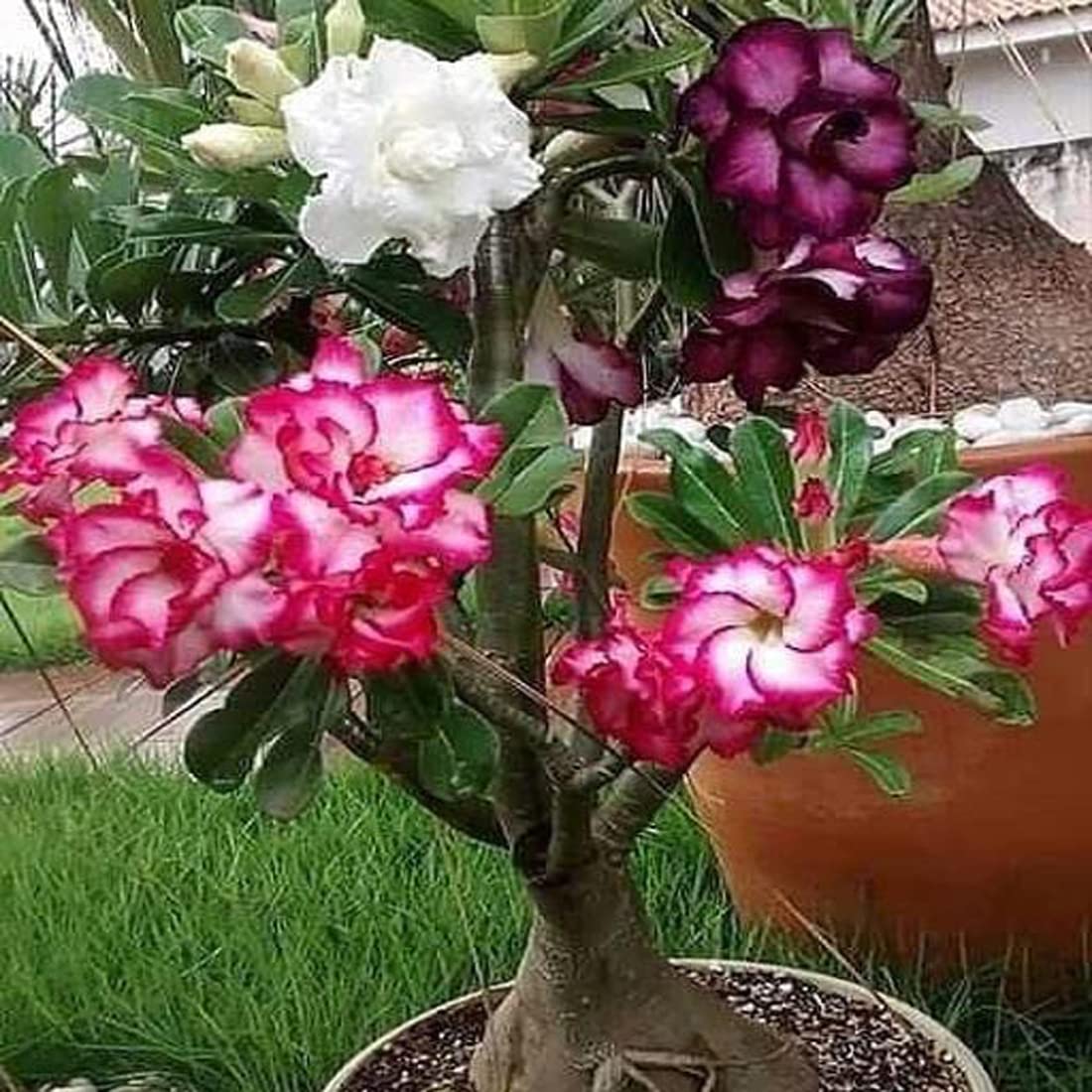 Sarika Nursery Adenium Desert Rose Flower Plant (Multi) Hybrid (B0C3RD7MNN) Amazon Price History, Amazon Price Tracker