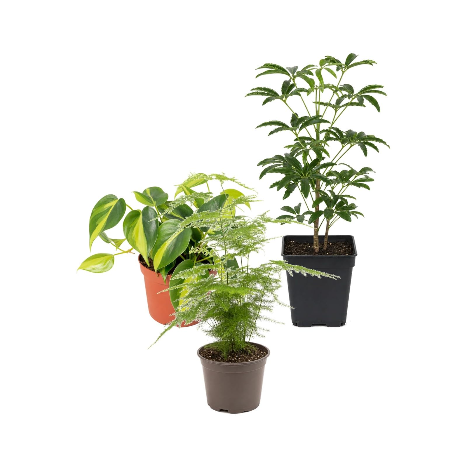 Pack 3 Plantas DECOALIVE: Riego Moderado