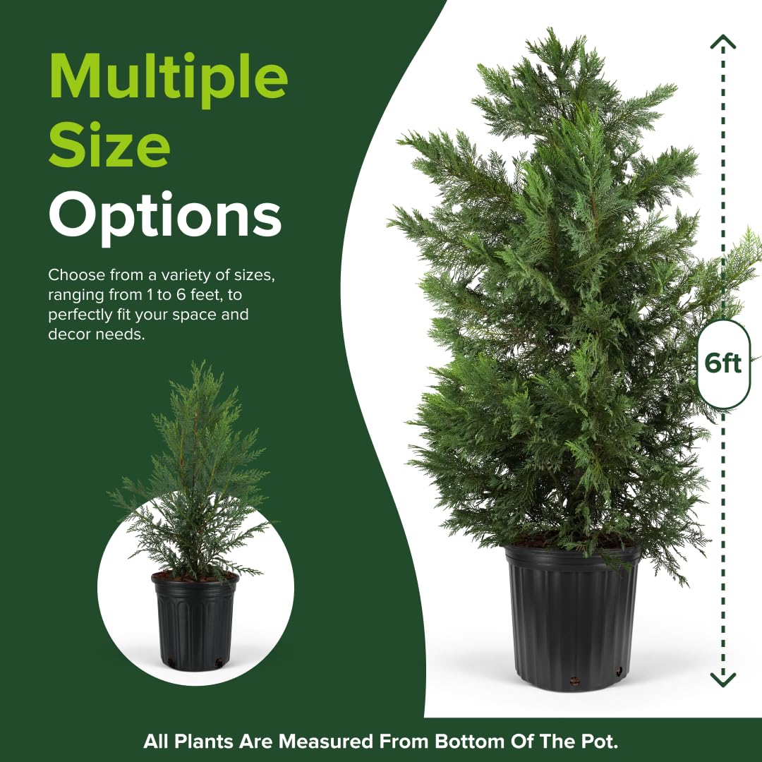 Amazon.com : Leyland Cypress - Fast Growing Evergreen Tree, Ideal