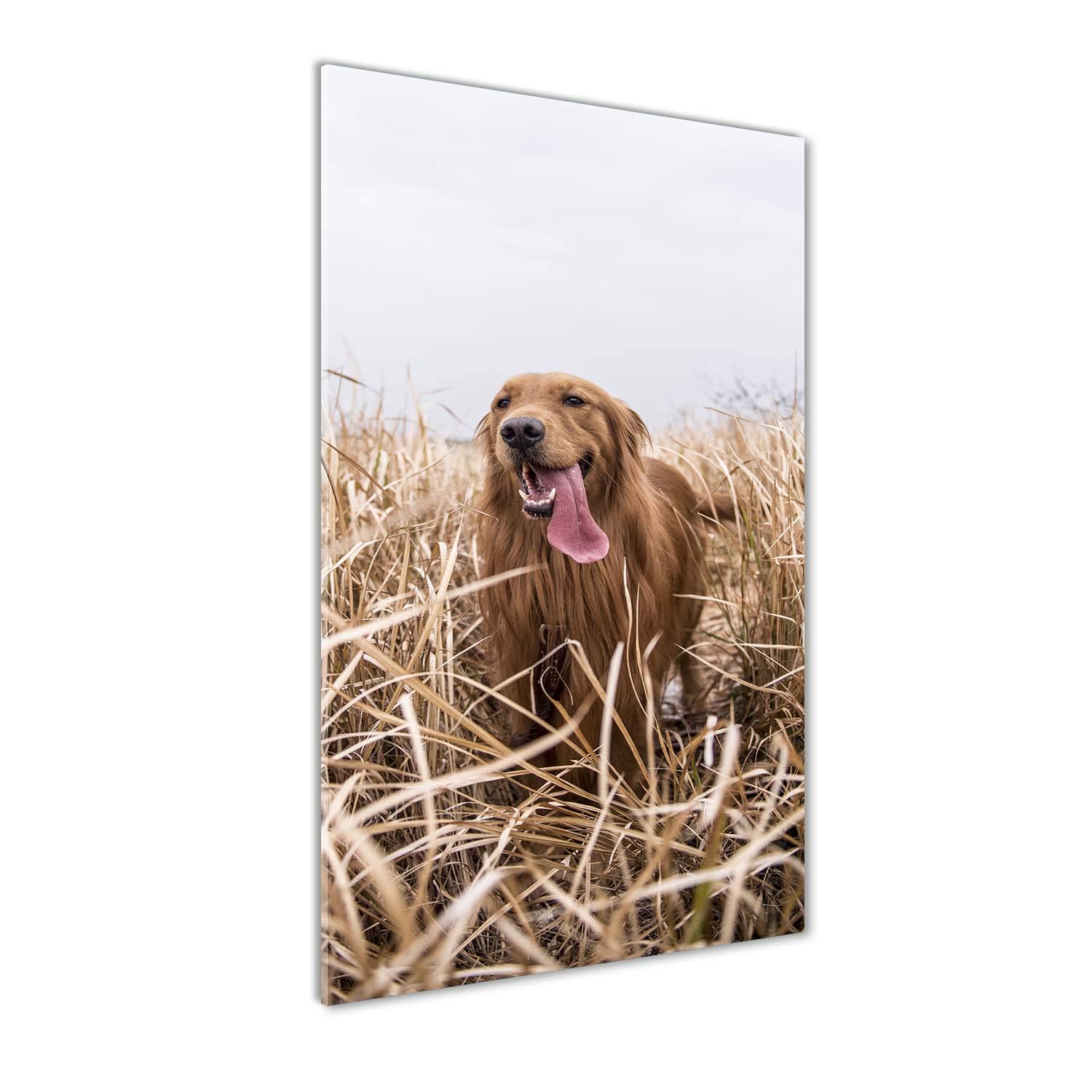 Déco mural derrière le plastique Tulup avec animaux et tableau beige