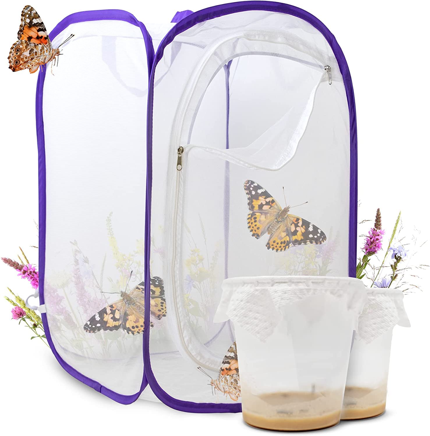 Ensemble d'élevage de Papillons pour Enfants/Adultes | Élevage de Papillons avec [Garantie de réussite] | Papillons indigènes | Élevage de chenilles à Domicile à partir de 3 Ans