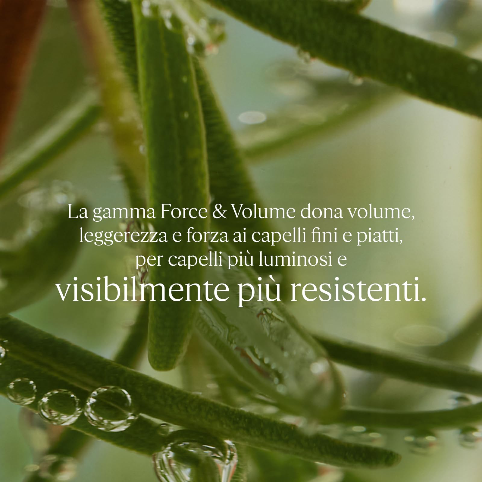 L'OCCITANE - Siero Anti-Caduta per Capelli - 50 ml - Dona densità e riduce la caduta dei capelli - Prodotto in Francia