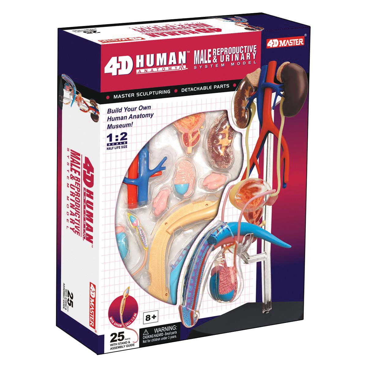 TEDCO Learn About Human Anatomy Male Reproductive System Model (Age 8