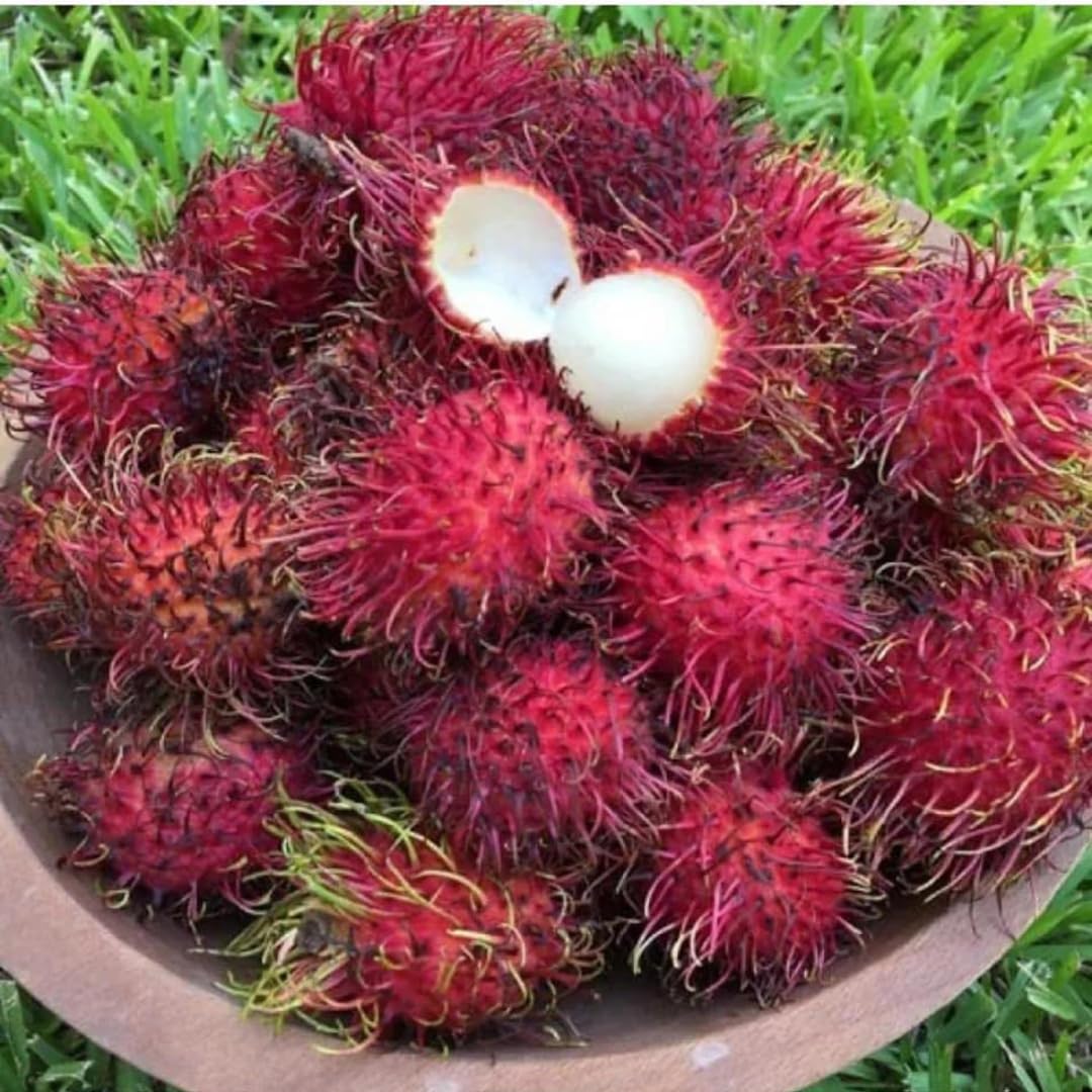 M-Tech Gardens Rambutan (Malwana, Bud Grafted) Exotic 1 Live Fruit Plant (B09ML1CR2X) Amazon Price History, Amazon Price Tracker