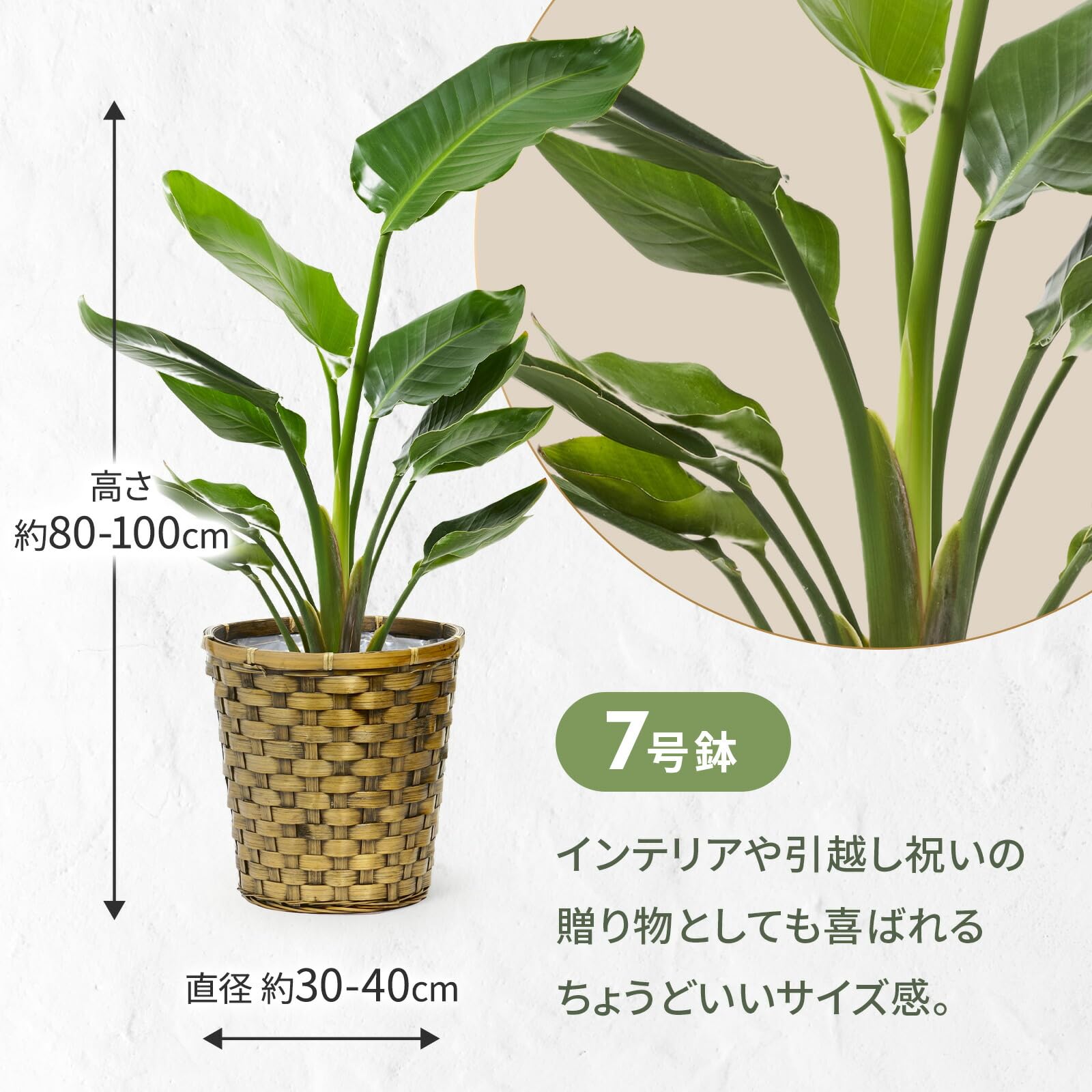 Amazon｜bloomee(ブルーミー) ストレリチア オーガスタ 観葉植物 (7号