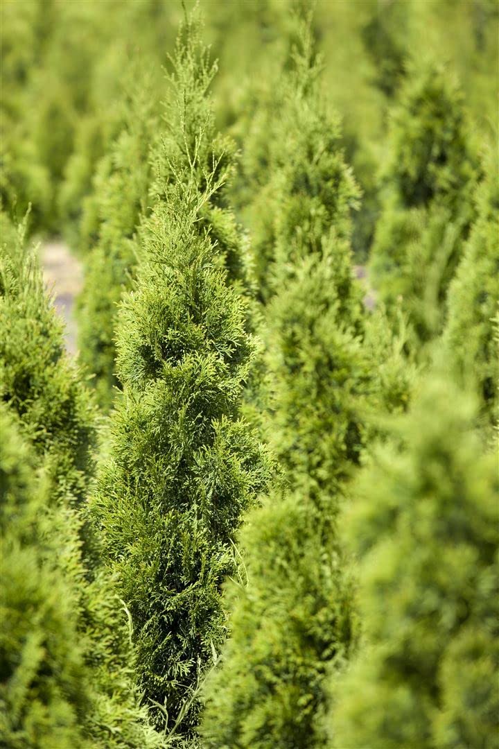 Lebensbaum Thuja occidentalis Smaragd 175-200 cm pyramidal winterhart
