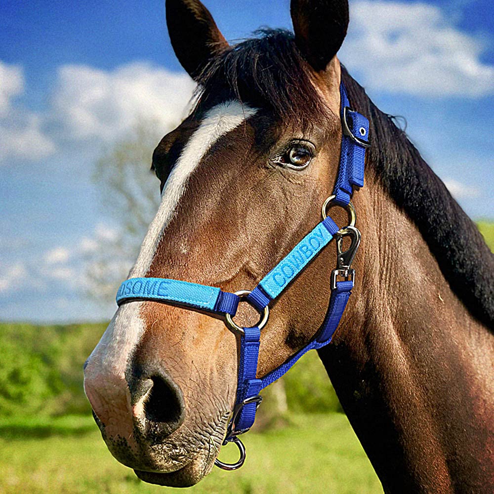 Pferdehalfter mit Namenstickerei am Nasenband - Personalisiertes Halfter mit Namen - Führleine - Führleine - Führleine - Halfter mit Gravur - personalisierte Pferdetackle für dein Pferd oder Pony