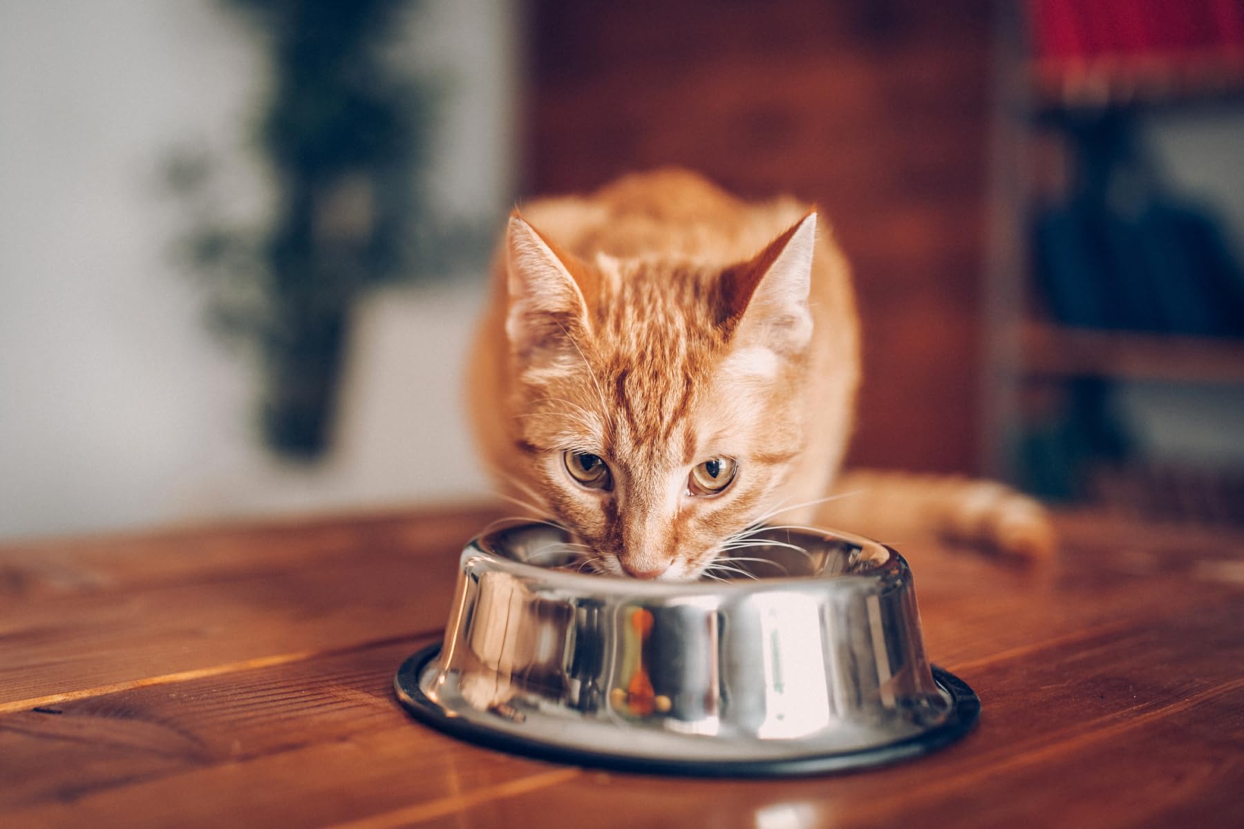 WHISKAS Manzo con carota, 14 kg