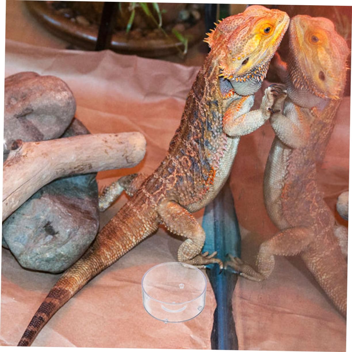 HAPINARY Reptile Food Basin 10pcs Lizard Gecko Tank Food Bowl Large Reptile Water Dish Acrylic Material