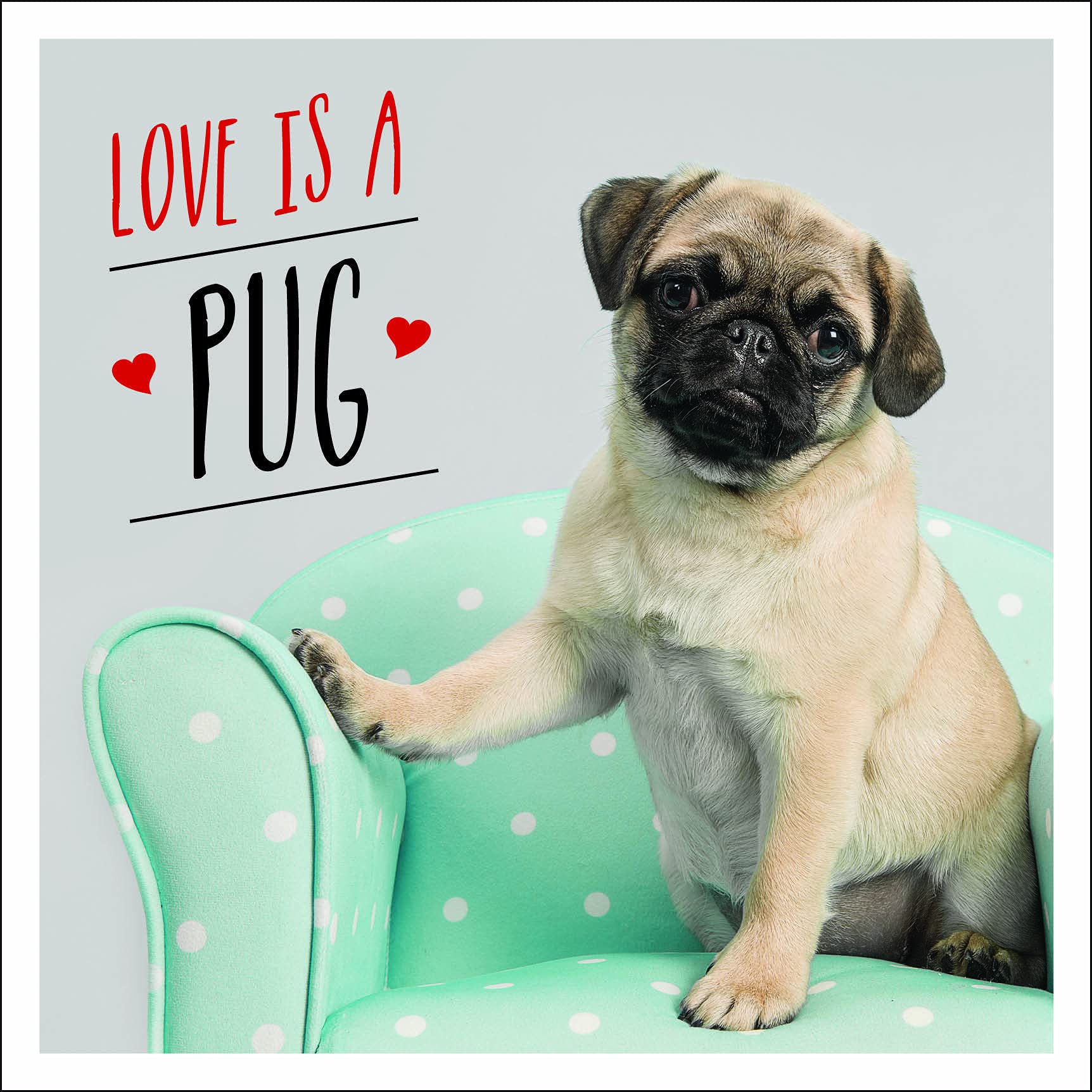 Love Is A Pug A Pugtastic Celebration Of The World S Cutest Dogs Amazon Co Uk Ellis Charlie Books