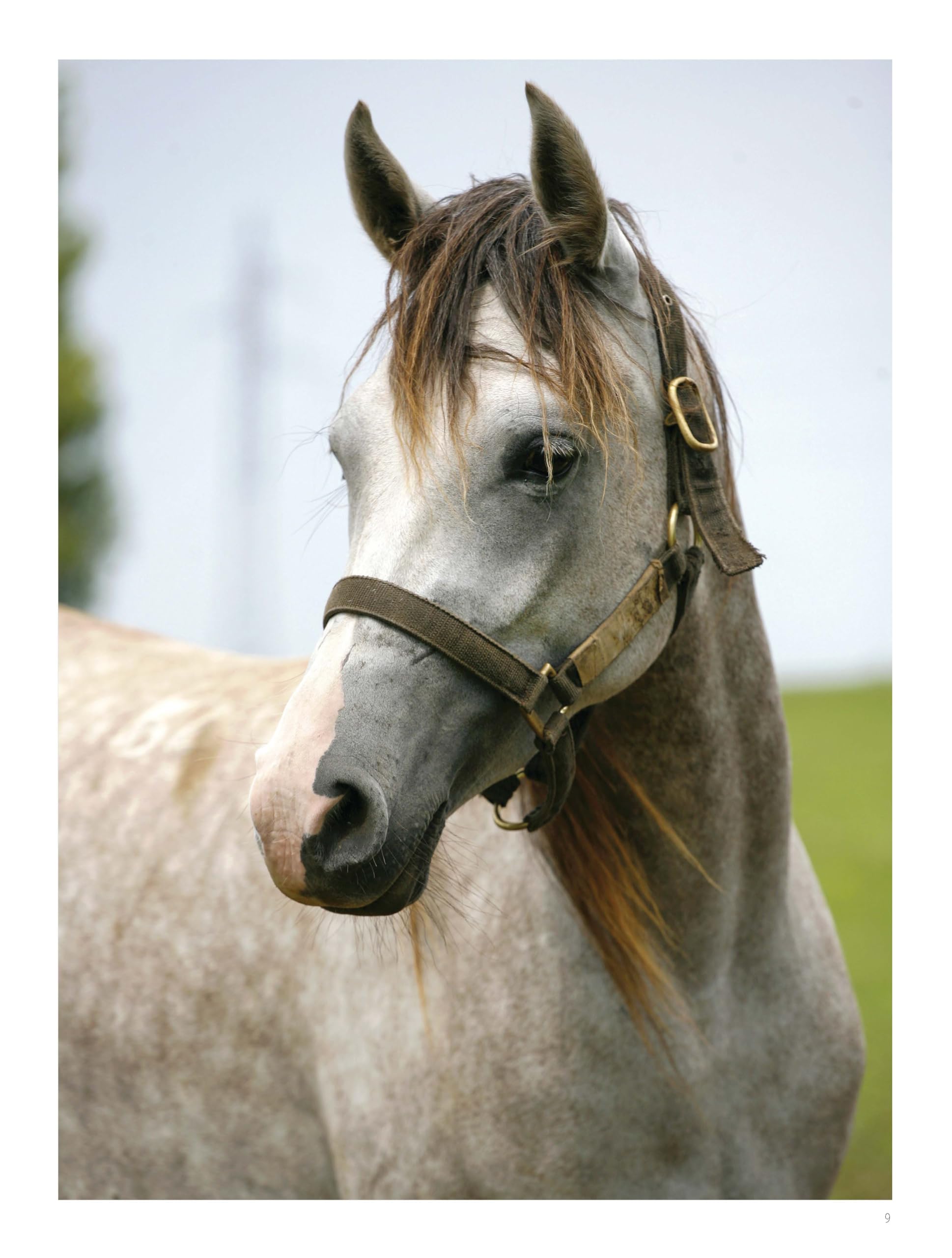 Chevaux de rêves - Les plus belles races du monde - Nouvelle édition