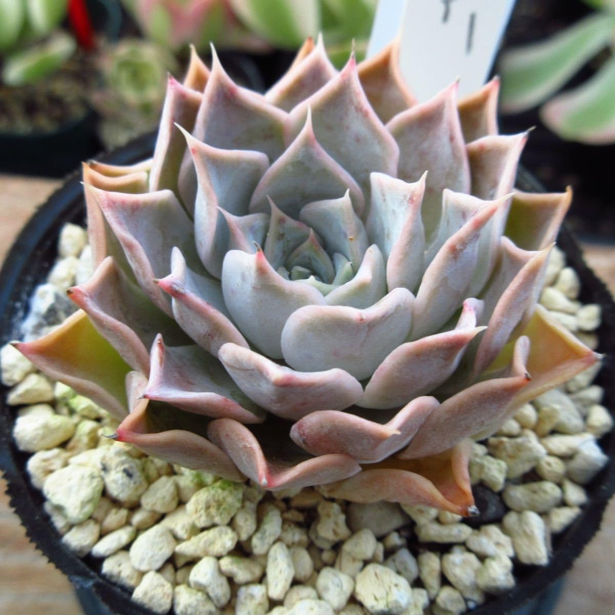 多肉植物 韓国苗 ♡yuiruna♡様 多肉植物 韓国苗 ♡yuiruna♡様