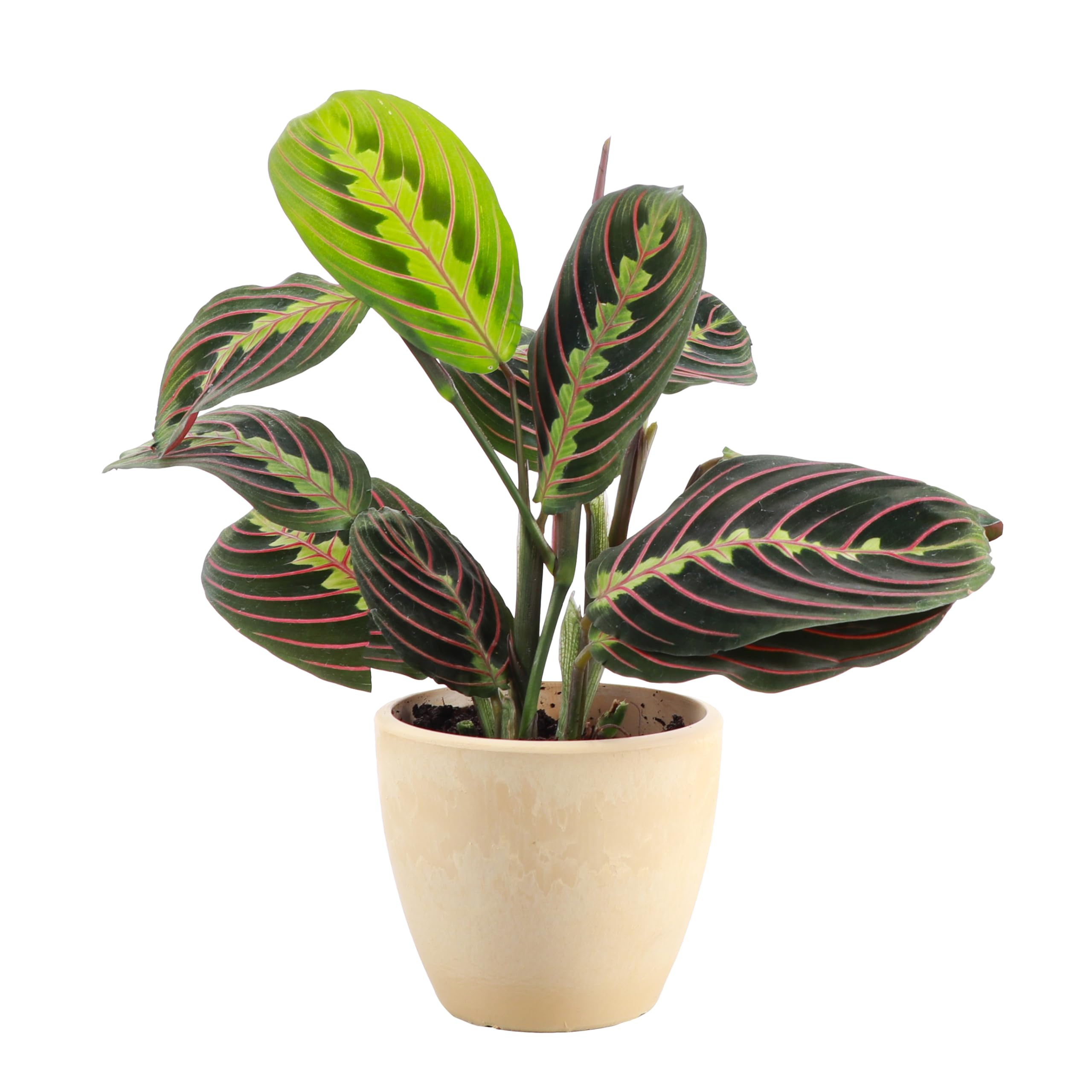 Thorsen's Red Prayer Plant