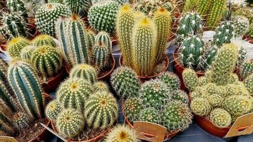 50+ Beautiful Mixed Cactus Seeds Mezcla Astrophytum Flowers Garden Planting