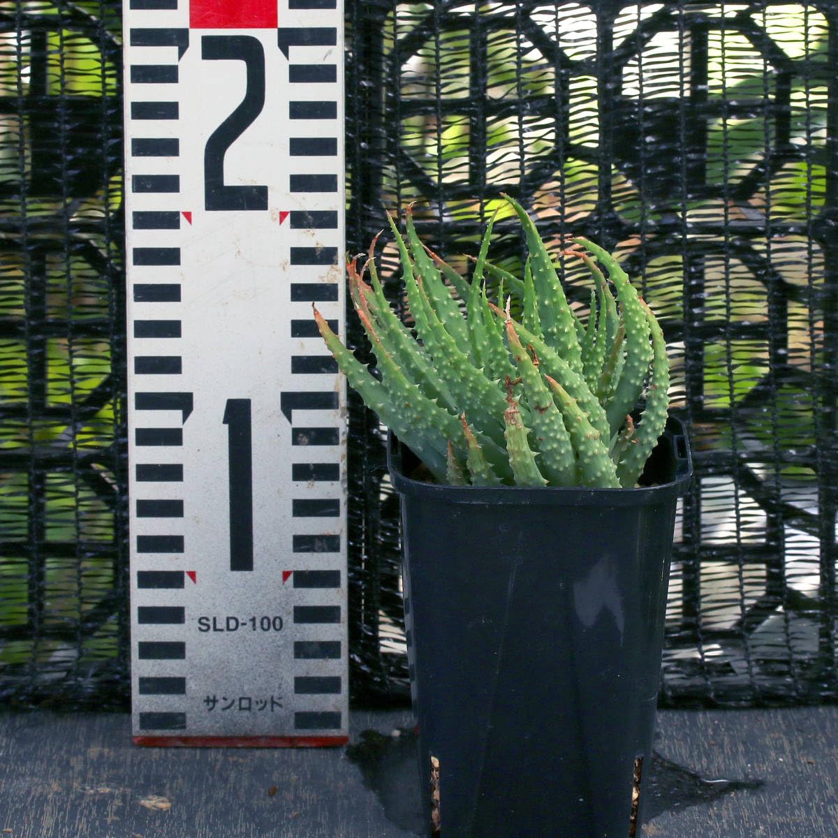 ワ*ス様 アロエハイブリッド Amazon.co.jp: 白磁盃×帝王錦 アロエハイブリッド Aloe hybrid A