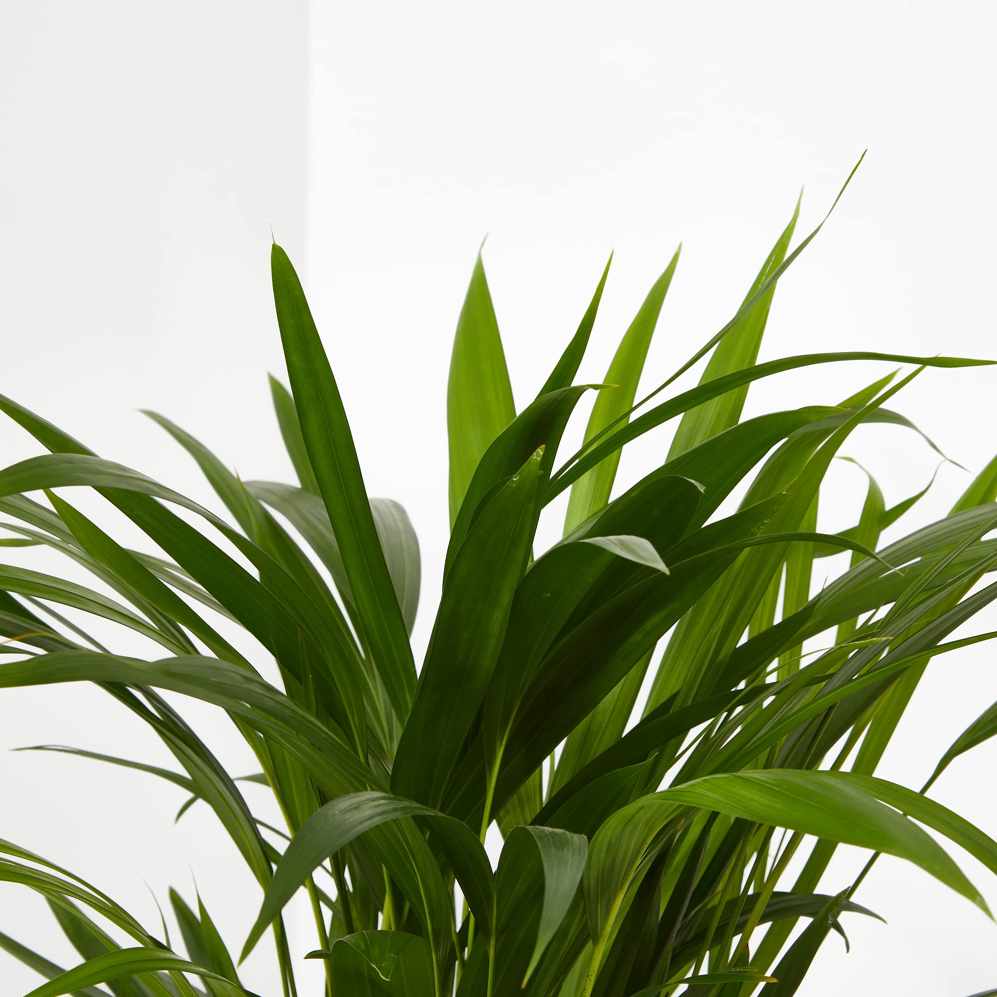 Verdecora Dypsis Areca Lutescens | Palmera Tropical | Palmera Amarilla | Palma de Frutos de Oro | Palmera bambú | Reina de Las Palmas | Planta Natural de Interior o Exterior en Maceta de Ø20cm