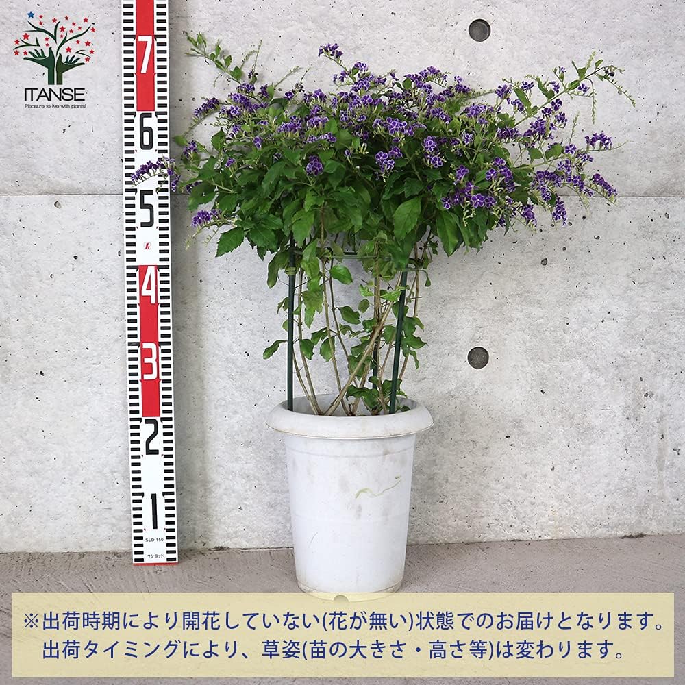 デュランタ宝塚⭐️挿し木【❸】根付き苗１本 デュランタ宝塚⭐️挿し木【➂】根付き苗1本