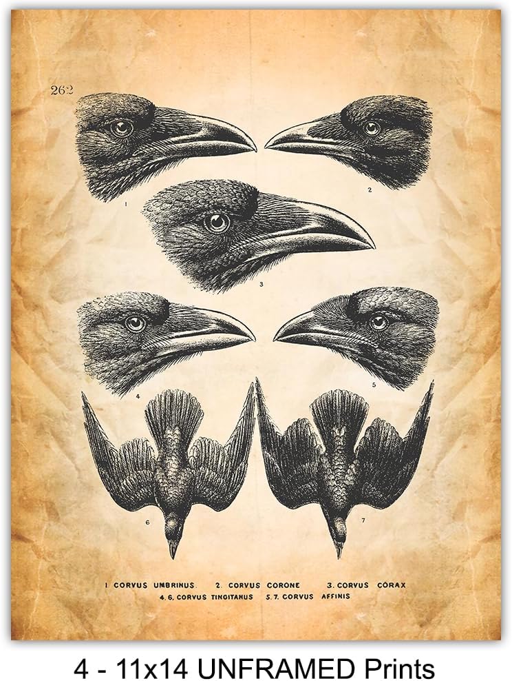 The Raven Gothic Wall Decor 11x14 - Edgar Allan Poe Wall Art - Vintage Rustic Crow Decor - Living Room, Office, Bedroom - Creepy Horror Halloween Decoration - Audubon Birds Prints - Goth Room Picture
