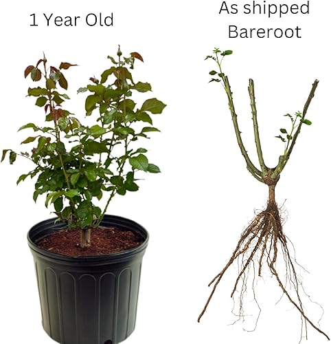 Miniatura 4 de Rose Bush - Planta viva, fragante té híbrido, plantas bien enraizadas, 6-10 pulgadas de alto, vid de rosa trepadora (flor de rosa púrpura)