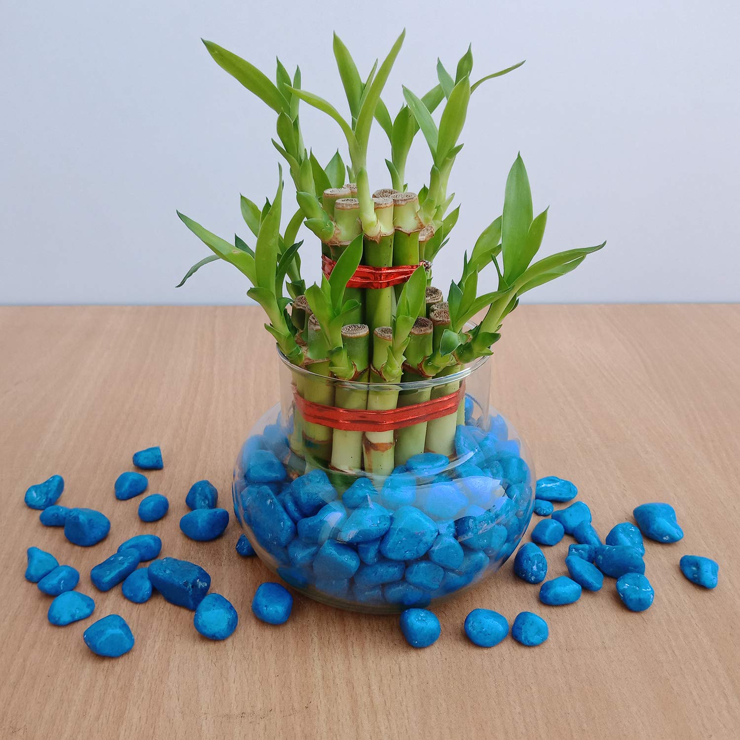 GIRISHA TRADERS Two Layer Lucky Bamboo Live Indoor Feng Shui Vastu Plant for good fortune & Luck with Glass Bowl for home & Office Decor (without Stones) (B0C71SFHYZ) Amazon Price History, Amazon Price Tracker