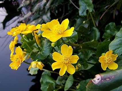 Image Caltha palustris (King Cup or Marsh Marigold) - Marginal Pond Plants - Pond Plants - Water Plants-None-3 LTR Image Caltha palustris (King Cup or Marsh Marigold) - Marginal Pond Plants - Pond Plants - Water Plants-None-3 LTR