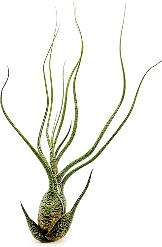 Miniatura 2 de ragnaroc Plantas de aire vivas Tillandsia Butzii Jumbo 7-9 pulgadas 1 unidad Llegada en vivo garantizada plantas de casa para decoración del hogar y