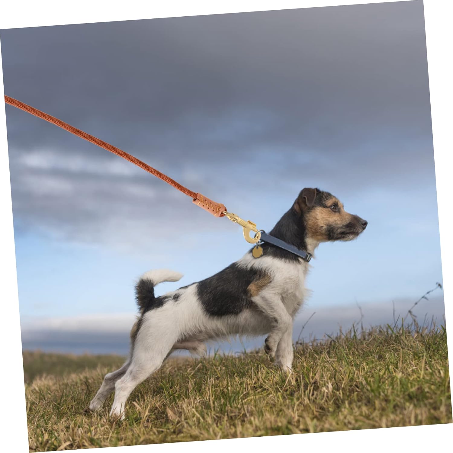 balacoo 20m Nylon Dog Training Leash Heavy Duty Pet Supply for Dogs for Outdoor Walking and Recall Training