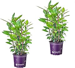 - Real Laurel - Italian XL Spice Laurel - Laurus Nobilis Set of 2 in 14 cm Pot 35-45 cm