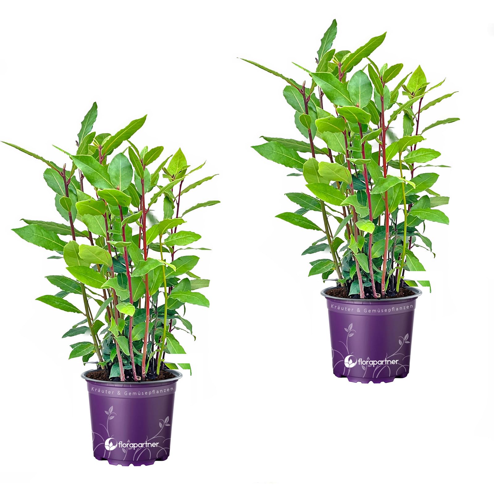 echter Lorbeer - Italienischer XL Gewrzlorbeer - Laurus nobilis 2er-Set im  14 cm Topf 35-45cm : Amazon.de: Garten