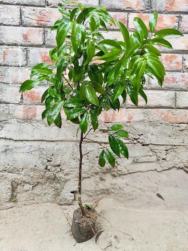 Image of All Time Tezpur Litchi Plant Tropical Rare Exotic Dwarf Air Layered Lychee Tree (height 1-2 Feet) Litchi Plant Hybrid All Seasons Live Fruit Plant For Home Garden