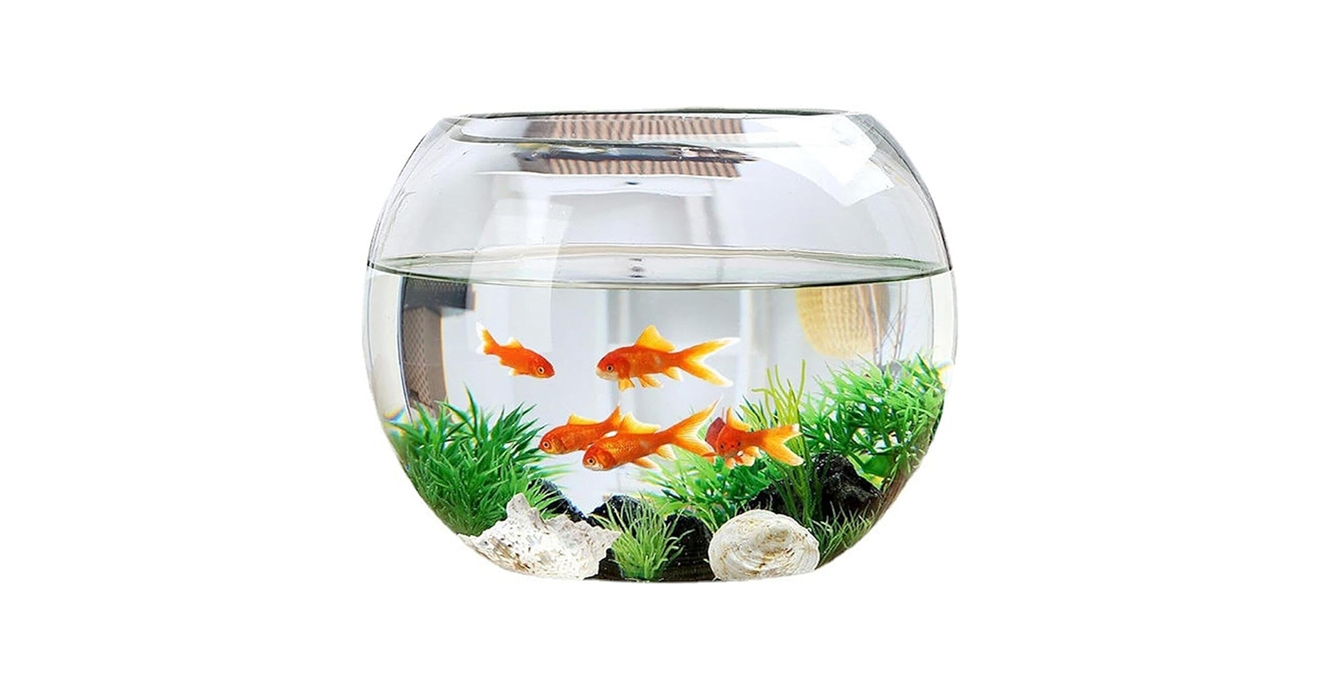 Amazon | Lucky Star 金魚鉢 水槽 小型水槽 ガラスの水槽