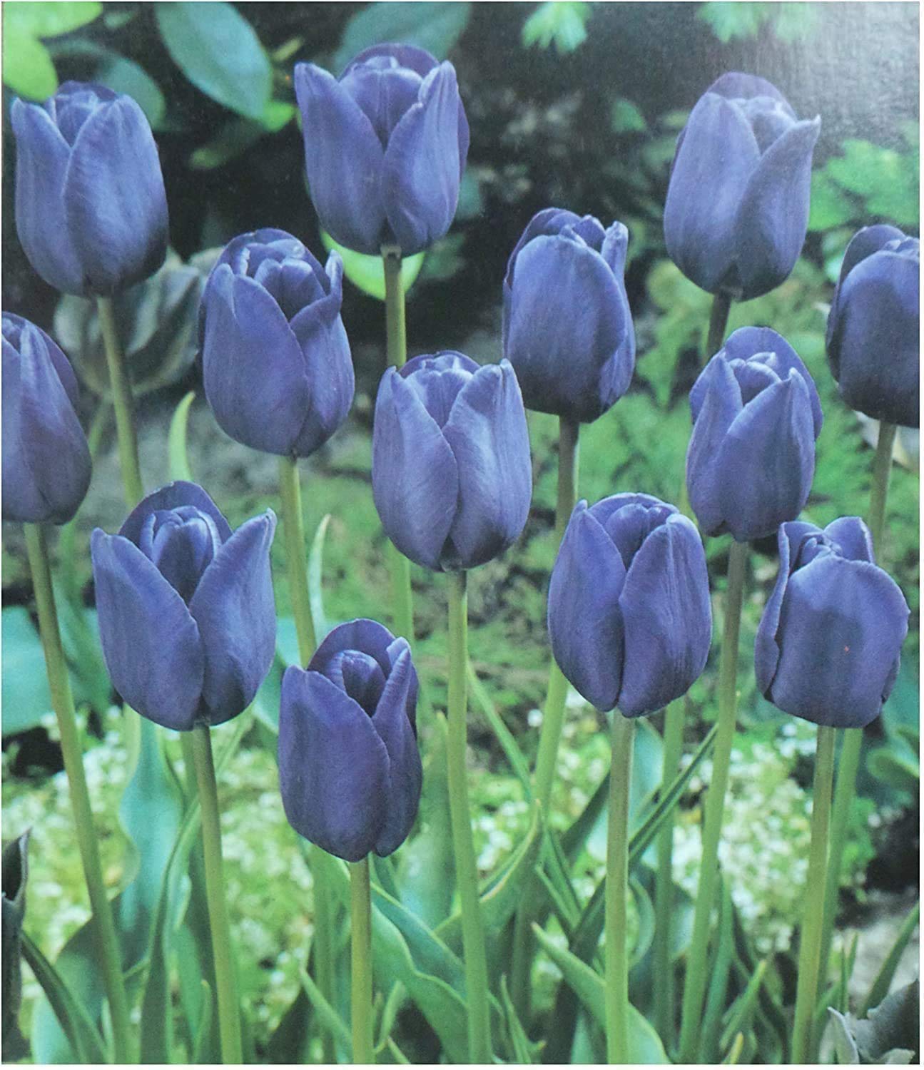 5 Bulbi Di Tulipano Blu Raro - Fiori Recisi Per Giardino | Facili Da Piantare E Decorativi - Foto 2