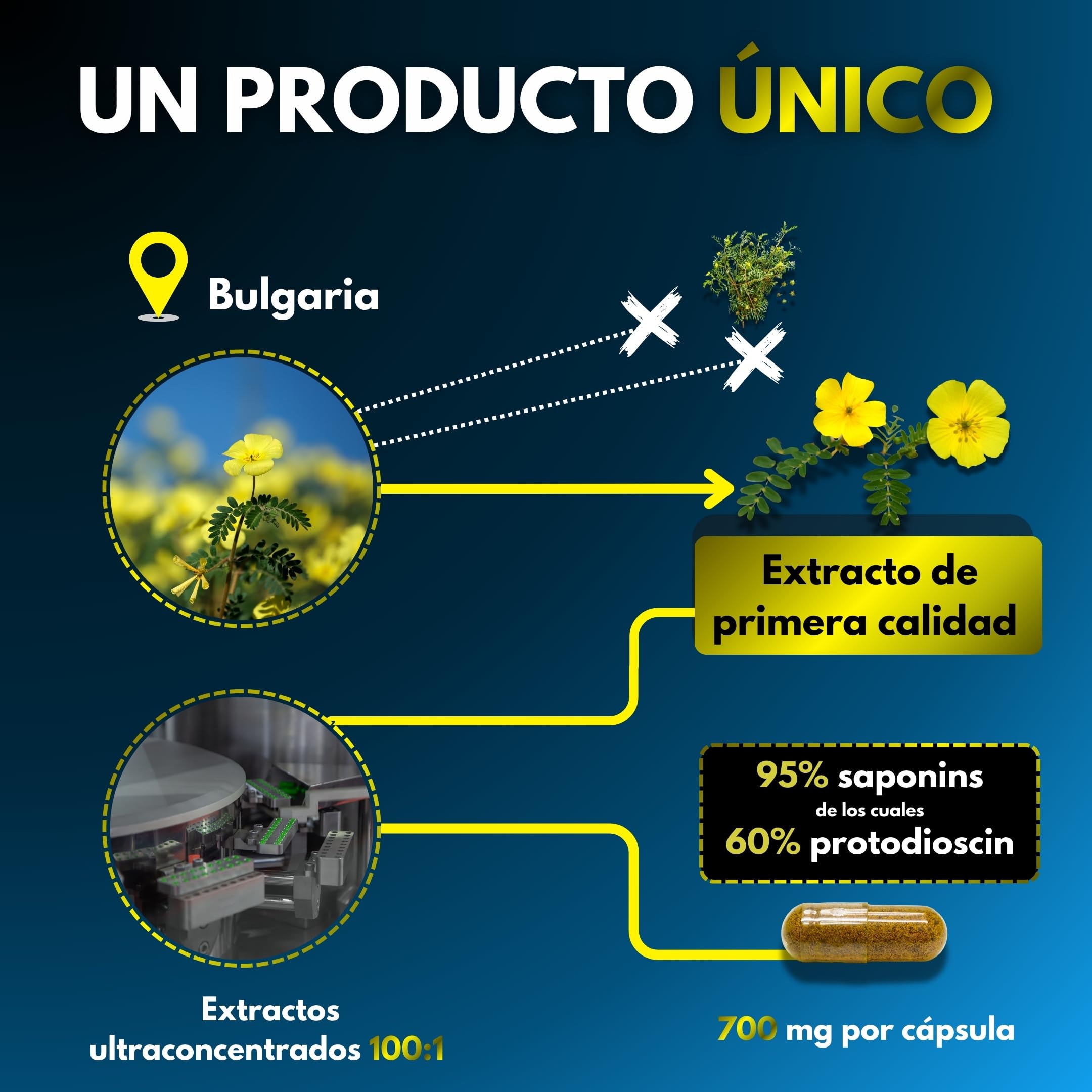 TRIBULUS TERRESTRIS ✗ Alta Concentración 100:1 ✗ Rendimiento Deportivo ✗ 95% Saponinas ✗ 60% Protodioscina ✗ Testado y Certificado ✗ Sin Micotoxinas ✗ Alto Contenido de Activos ✗ Empresa Francesa ✗