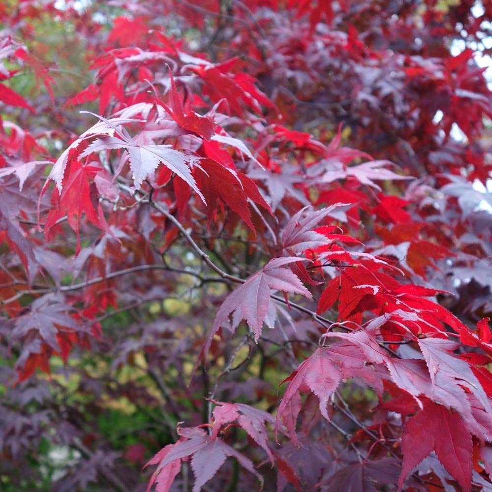 Red Lace Leaf Japanese Maple 30 Seeds Acer Palmatum Atropurpureum